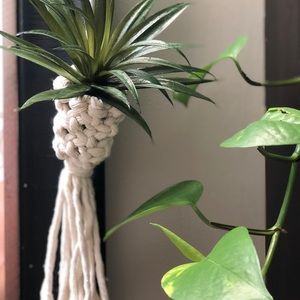 Macramé plant pod